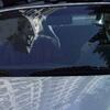 couple_car37