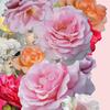 #_1_jbpc_flower_only_pink_25dec17